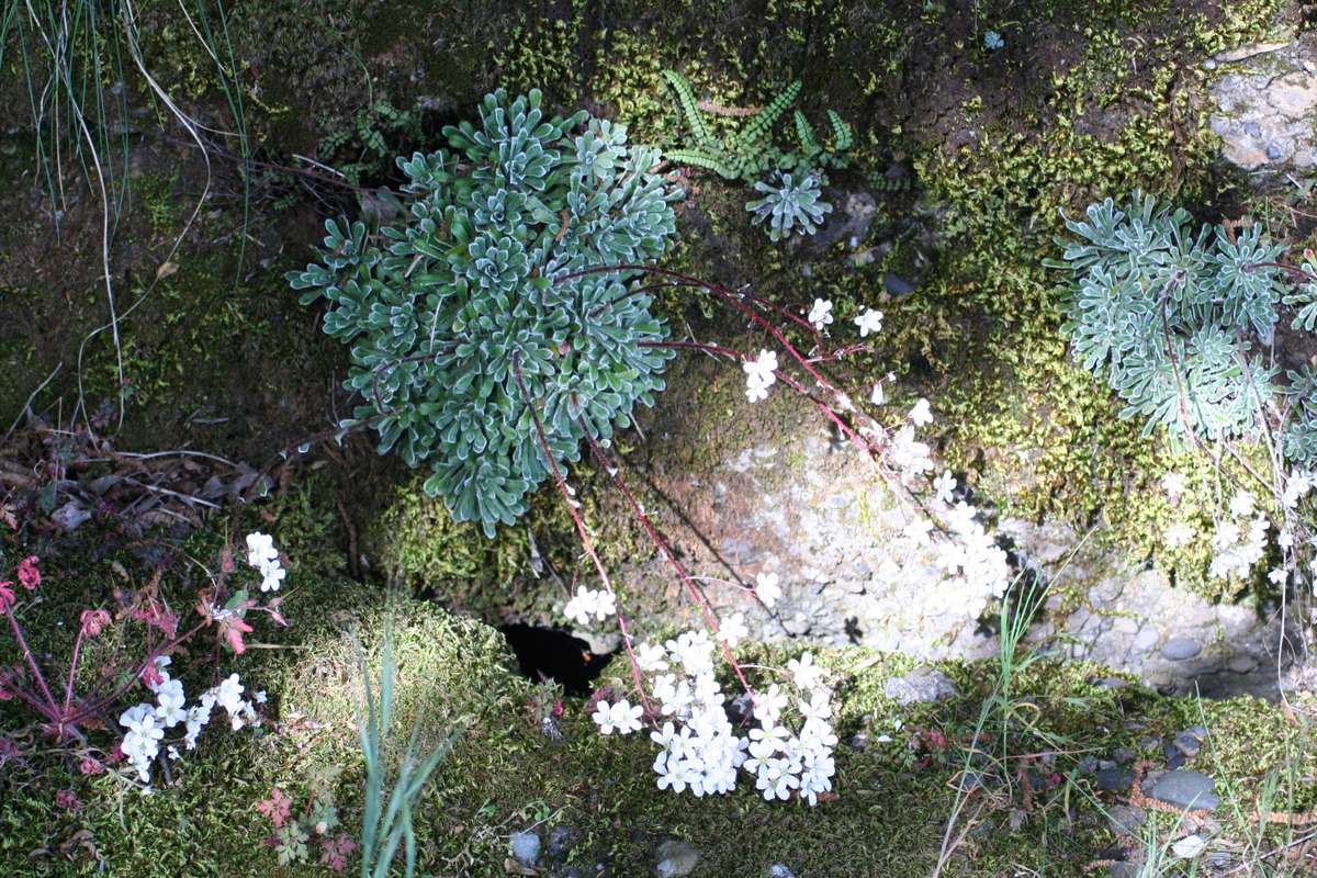 Saxifraga cochlearis